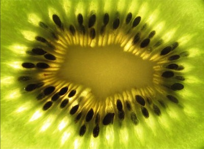Kiwi Fruit  by twitis